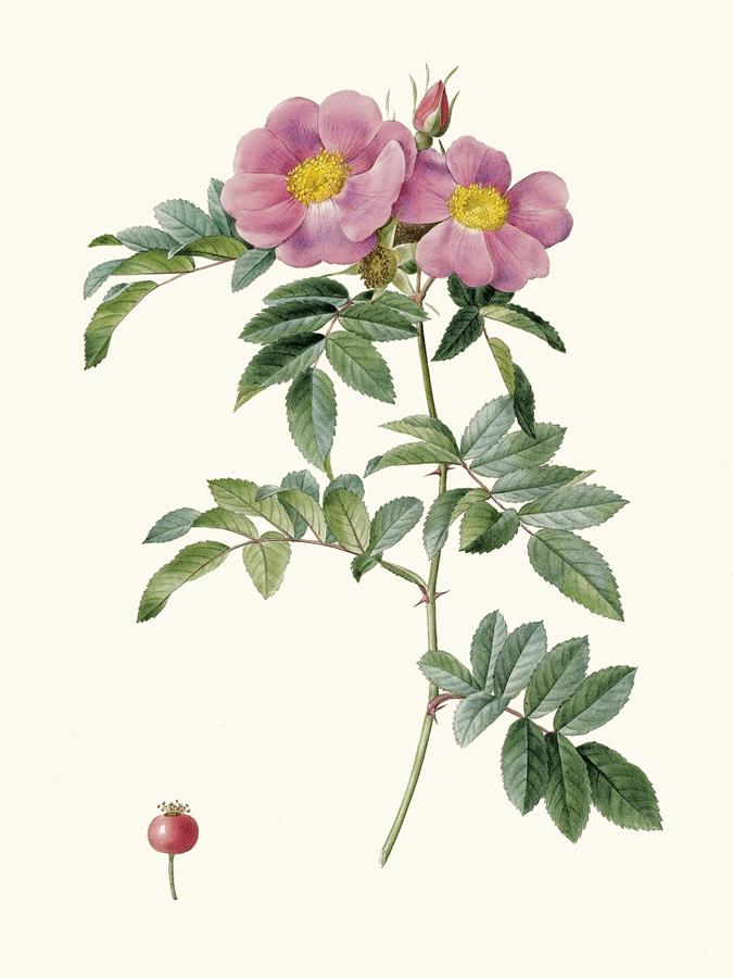 Ботаническая иллюстрация